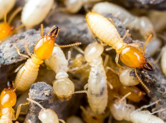 مكافحة النمل الأبيض